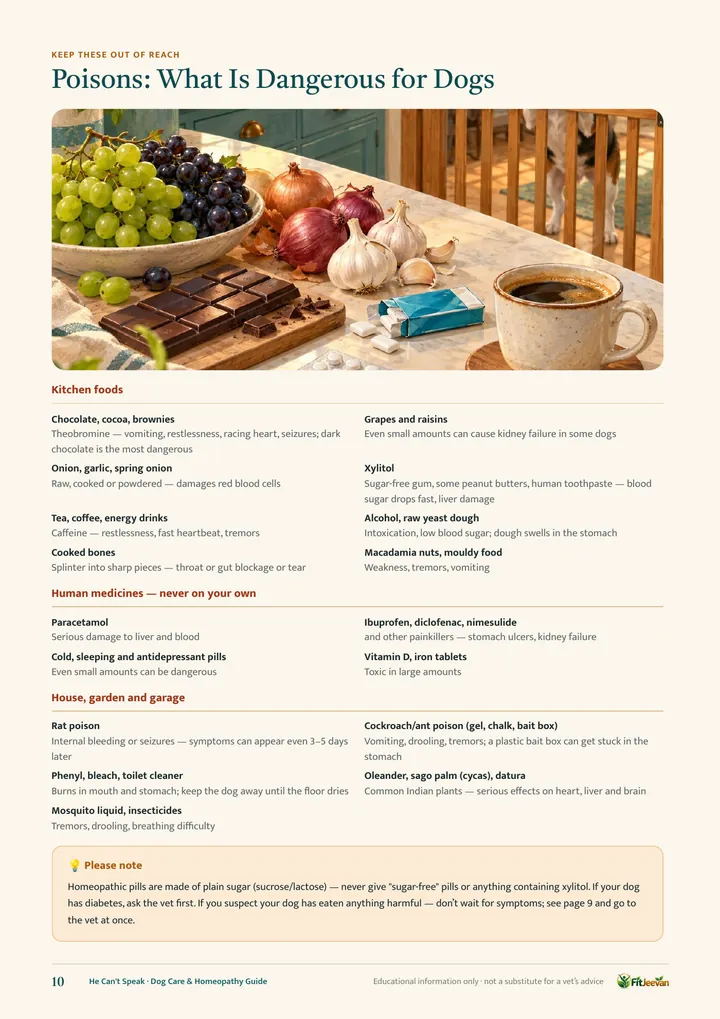 Poisons: what is dangerous for dogs (page 10)